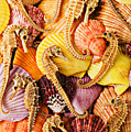 Sea Horses And Sea Shells by Garry Gay Sea Horses And Sea Shells by Garry Gay