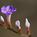 Sea Lavender Photograph by Paul Rebmann Sea Lavender Photograph by Paul Rebmann