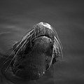 Sea Lion V BW Photograph by David Gordon Sea Lion V BW Photograph by David Gordon