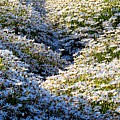 Sea of Blooming Daisies by Patrick Witz