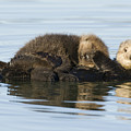 Sea Otter Mother And Pup Elkhorn Slough Photograph by Sebastian Kennerknecht Sea Otter Mother And Pup Elkhorn Slough Photograph by Sebastian Kennerknecht