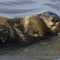 Sea Otter Mother With Pup Monterey Bay Photograph by Suzi Eszterhas Sea Otter Mother With Pup Monterey Bay Photograph by Suzi Eszterhas