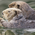 Sea Otters Swimming Greeting Card for Sale by Tim Grams