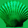 Sea Shell -Green Photograph by WAZgriffin Digital Sea Shell -Green Photograph by WAZgriffin Digital