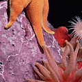 Sea Star and Anemones Baffin Isl Photograph by Flip Nicklin Sea Star and Anemones Baffin Isl Photograph by Flip Nicklin