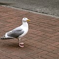 Seagull by Beauty Reframed Photography