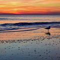Seagull at Sunrise Photograph by Nicole Lloyd Seagull at Sunrise Photograph by Nicole Lloyd