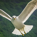 Seagull at the Fjord Photograph by KG Thienemann