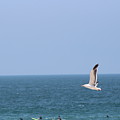 Seagull Flying over Huntington Beach Photograph by Colleen Cornelius Seagull Flying over Huntington Beach Photograph by Colleen Cornelius