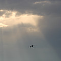 Seagull Flying Through Sun Rays Photograph by Robert Banach
