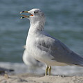 Seagull on Lake Erie Beach Photograph by Valerie Collins Seagull on Lake Erie Beach Photograph by Valerie Collins
