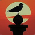 Seagull Sunset Photograph by Alice Gipson Seagull Sunset Photograph by Alice Gipson
