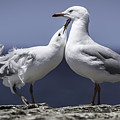 Seagulls Photograph by Chris Cousins