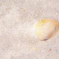 Seashell Photograph by Pamela Williams Seashell Photograph by Pamela Williams
