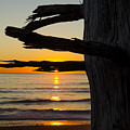 Seaside Tree Branch Sunset Photograph by Pelo Blanco Photo Seaside Tree Branch Sunset Photograph by Pelo Blanco Photo