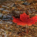 Seasons Photograph by Rob Davies Seasons Photograph by Rob Davies