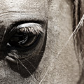 Stillness in the Eye of a Horse by Marilyn Hunt Stillness in the Eye of a Horse by Marilyn Hunt