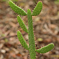 Semaphore Cactus by Paul Rebmann
