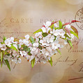 Sending Spring Photograph by Cathy Kovarik Sending Spring Photograph by Cathy Kovarik