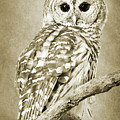 Sepia Owl Photograph by Christina Rollo Sepia Owl Photograph by Christina Rollo