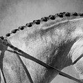 Shades Of Grey Fine Art Horse Photography by Michelle Wrighton