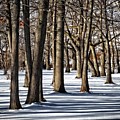 Shadows Light and Bare Trees Photograph by Allan Van Gasbeck Shadows Light and Bare Trees Photograph by Allan Van Gasbeck
