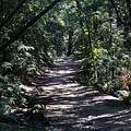 Shady Road on Mt Tamalpais Photograph by Ben Upham III Shady Road on Mt Tamalpais Photograph by Ben Upham III