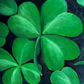 Shamrocks by Nancy Mueller Shamrocks by Nancy Mueller