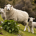 Sheep With Twin Lambs Stony Bay Photograph by Colin Monteath Sheep With Twin Lambs Stony Bay Photograph by Colin Monteath