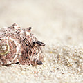 Shell And Sand Photograph by MindGourmet Shell And Sand Photograph by MindGourmet