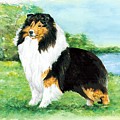Sheltie Wait by Kathleen Sepulveda Sheltie Wait by Kathleen Sepulveda