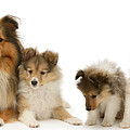 Shetland Sheepdog family Photograph by Warren Photographic