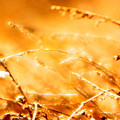 Shimmer Photograph by Julie Lueders Shimmer Photograph by Julie Lueders