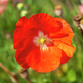Shirley Poppy 2018-10 Photograph by Thomas Young Shirley Poppy 2018-10 Photograph by Thomas Young