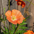 Shirley Poppy 2018-12 Photograph by Thomas Young Shirley Poppy 2018-12 Photograph by Thomas Young