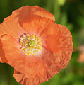 Shirley Poppy 2018-13 Photograph by Thomas Young Shirley Poppy 2018-13 Photograph by Thomas Young