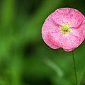 Shirley Poppy 2018-6 Photograph by Thomas Young Shirley Poppy 2018-6 Photograph by Thomas Young