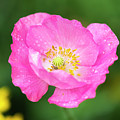 Shirley Poppy 2018-7 Photograph by Thomas Young Shirley Poppy 2018-7 Photograph by Thomas Young