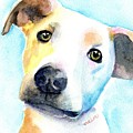 Short Hair White and Brown Dog Painting by Carlin Blahnik CarlinArtWatercolor Short Hair White and Brown Dog Painting by Carlin Blahnik CarlinArtWatercolor