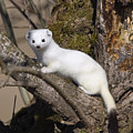 Short-tailed Weasel Mustela Erminea Photograph by Konrad Wothe Short-tailed Weasel Mustela Erminea Photograph by Konrad Wothe