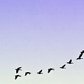 Silhouetted Flight by Brian Wallace Silhouetted Flight by Brian Wallace