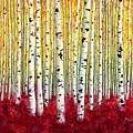 Silver Birches by Hailey E Herrera Silver Birches by Hailey E Herrera