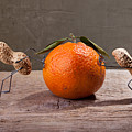 Simple Things - Antagonism Photograph by Nailia Schwarz Simple Things - Antagonism Photograph by Nailia Schwarz