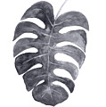 Single Charcoal Monstera Leaf by Joanna Szmerdt Single Charcoal Monstera Leaf by Joanna Szmerdt