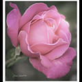 Single Stem Pink Rose Photograph by Joann Copeland-Paul Single Stem Pink Rose Photograph by Joann Copeland-Paul