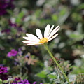 Single White Daisy on Purple Photograph by Colleen Cornelius Single White Daisy on Purple Photograph by Colleen Cornelius