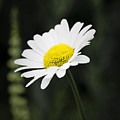 Single wild daisy Photograph by Simon Bratt Single wild daisy Photograph by Simon Bratt