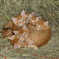 Six Kittens Photograph by Keith Stokes Six Kittens Photograph by Keith Stokes