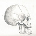 Skull Study Drawing by Reed Novotny Skull Study Drawing by Reed Novotny