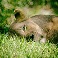 Sleeoing Lioness Photograph by Lawrence Knutsson Sleeoing Lioness Photograph by Lawrence Knutsson